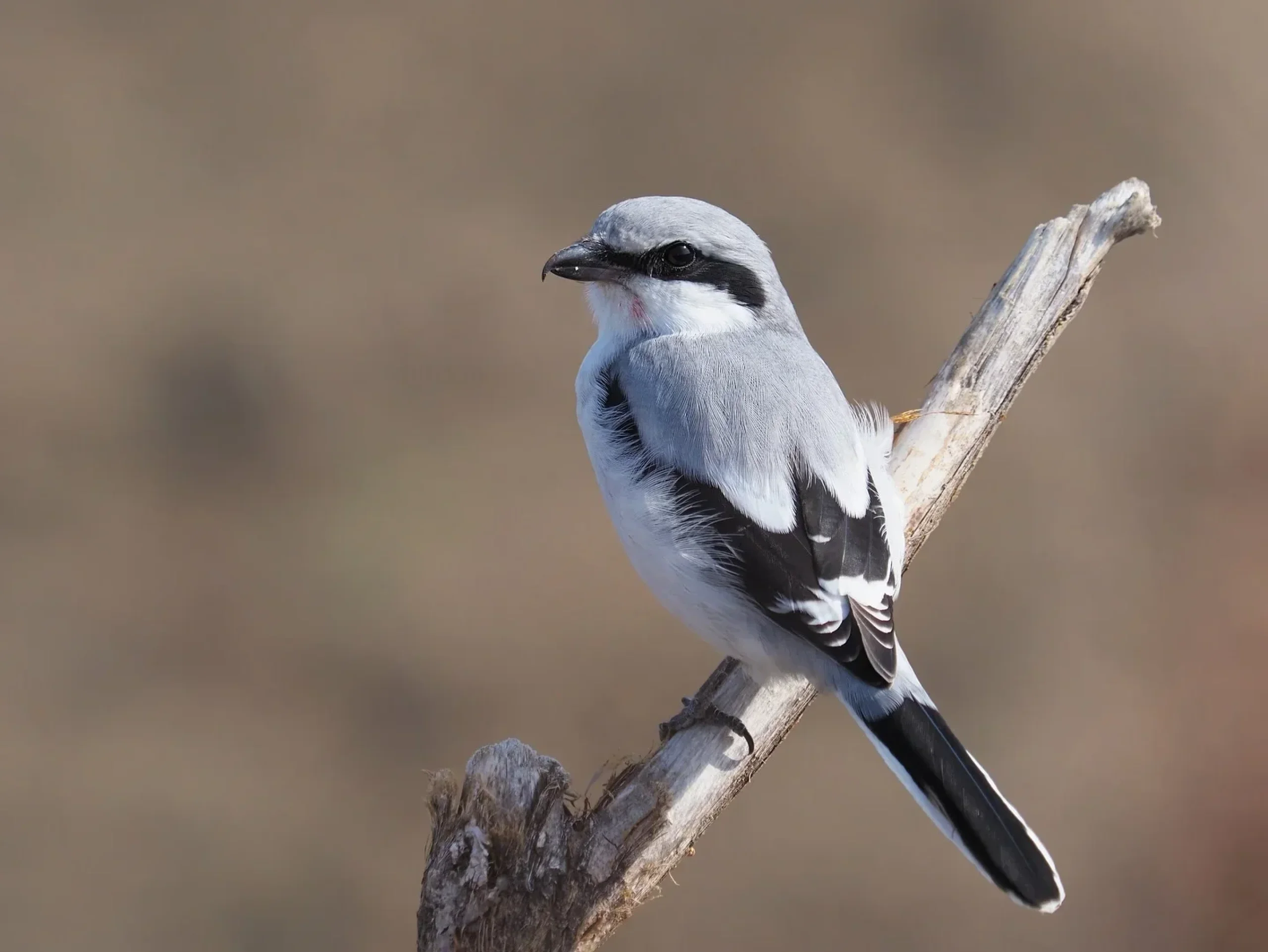 a great grey shrike perched on a bare branch
