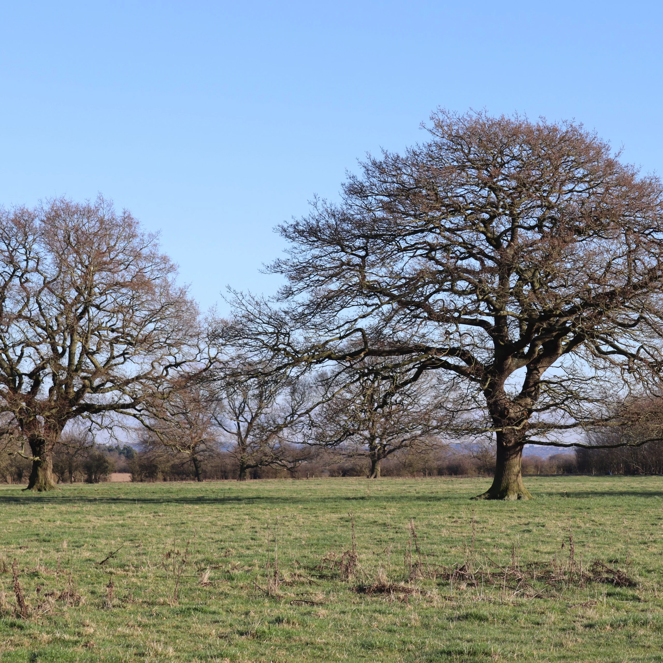 two large trees in the middle of a grass field in winter