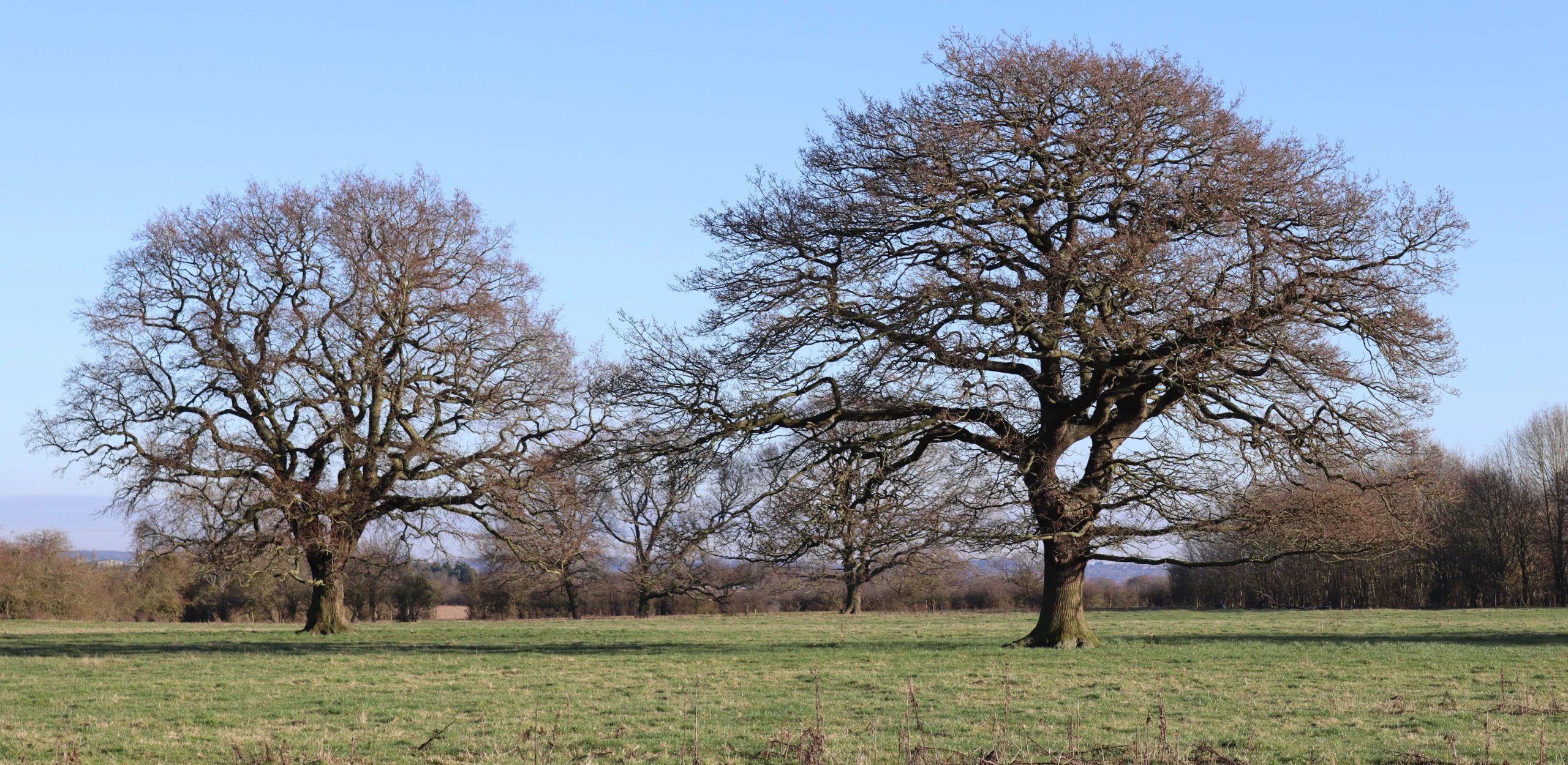two large trees in the middle of a grass field in winter