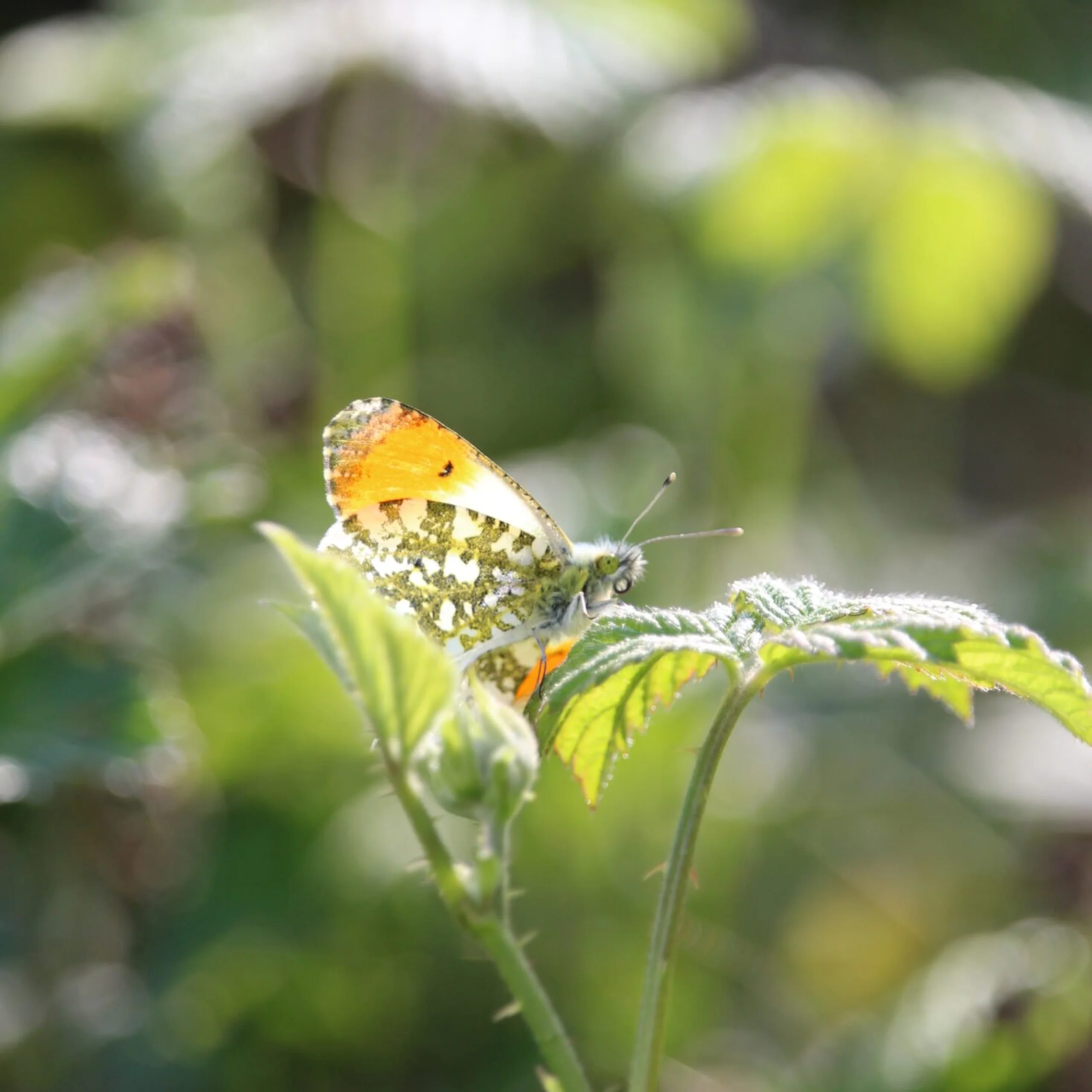 a butterfly with orange and green wing markings perched on a leaf