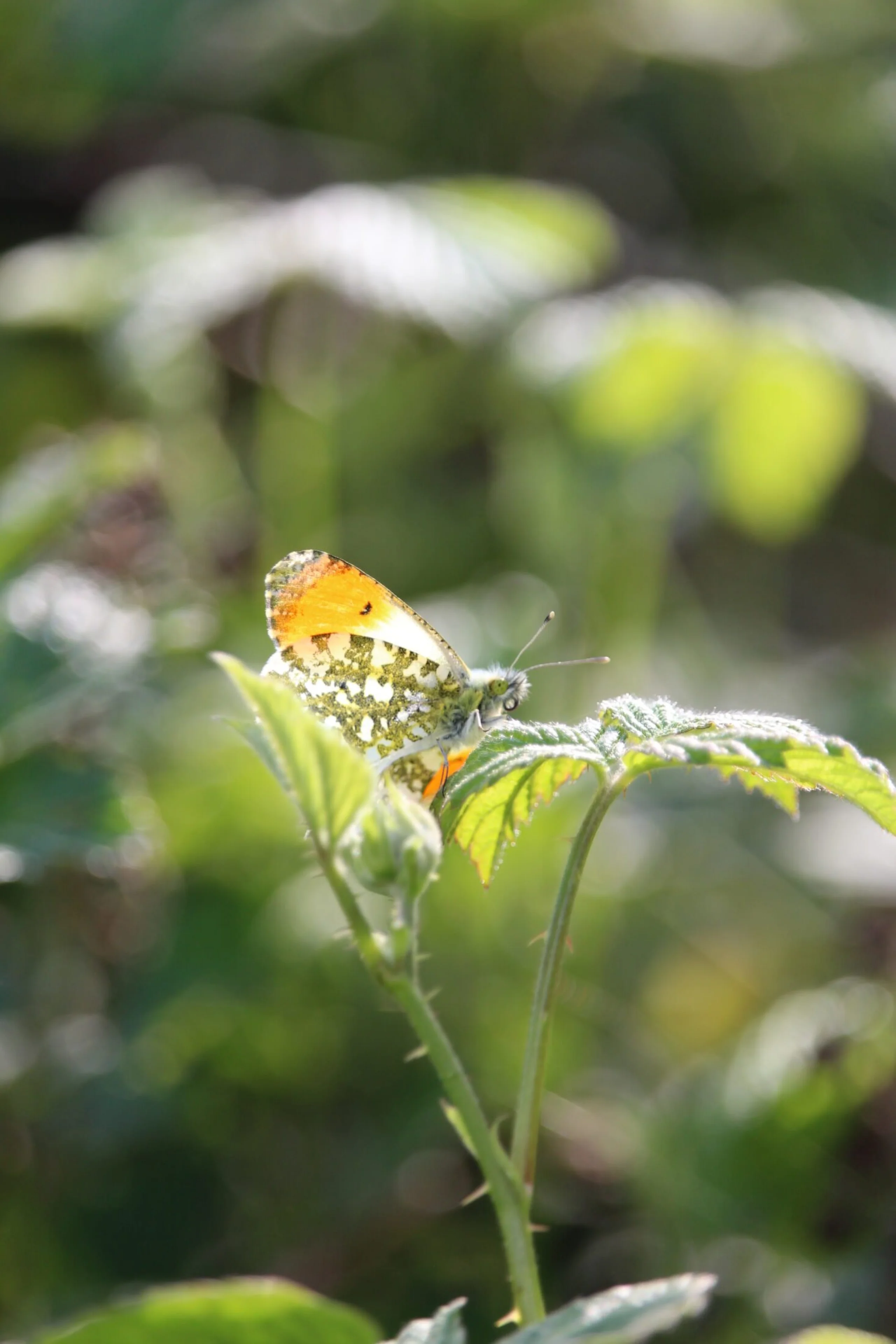 a butterfly with orange and green wing markings perched on a leaf