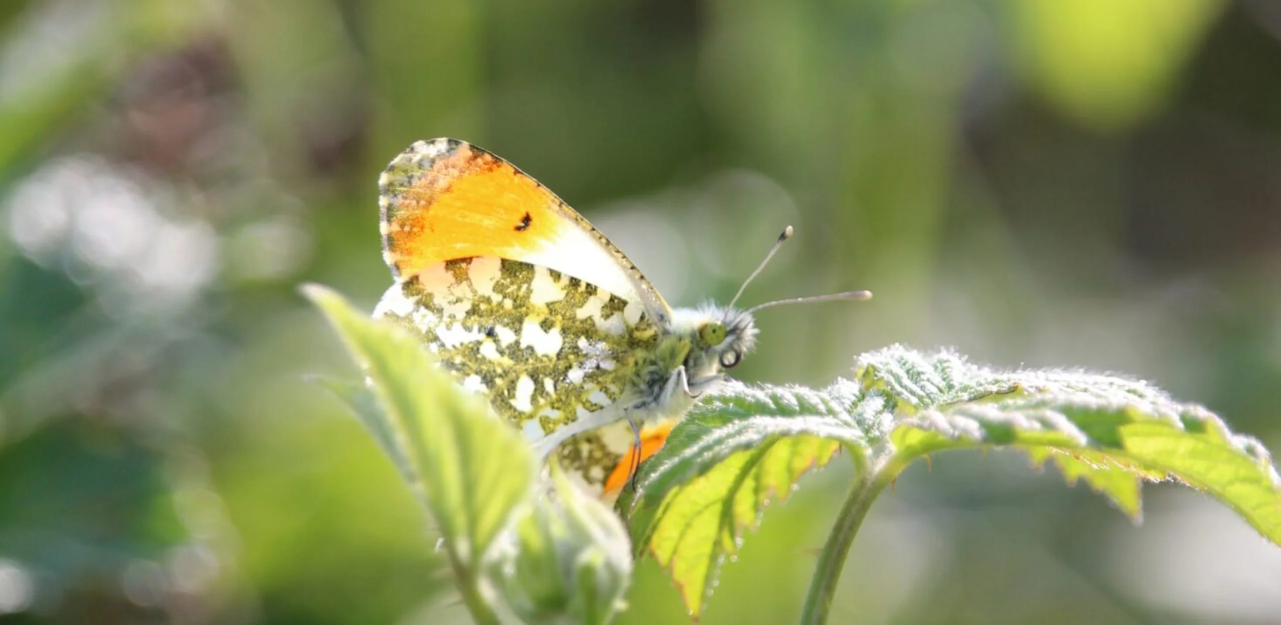 a butterfly with orange and green wing markings perched on a leaf
