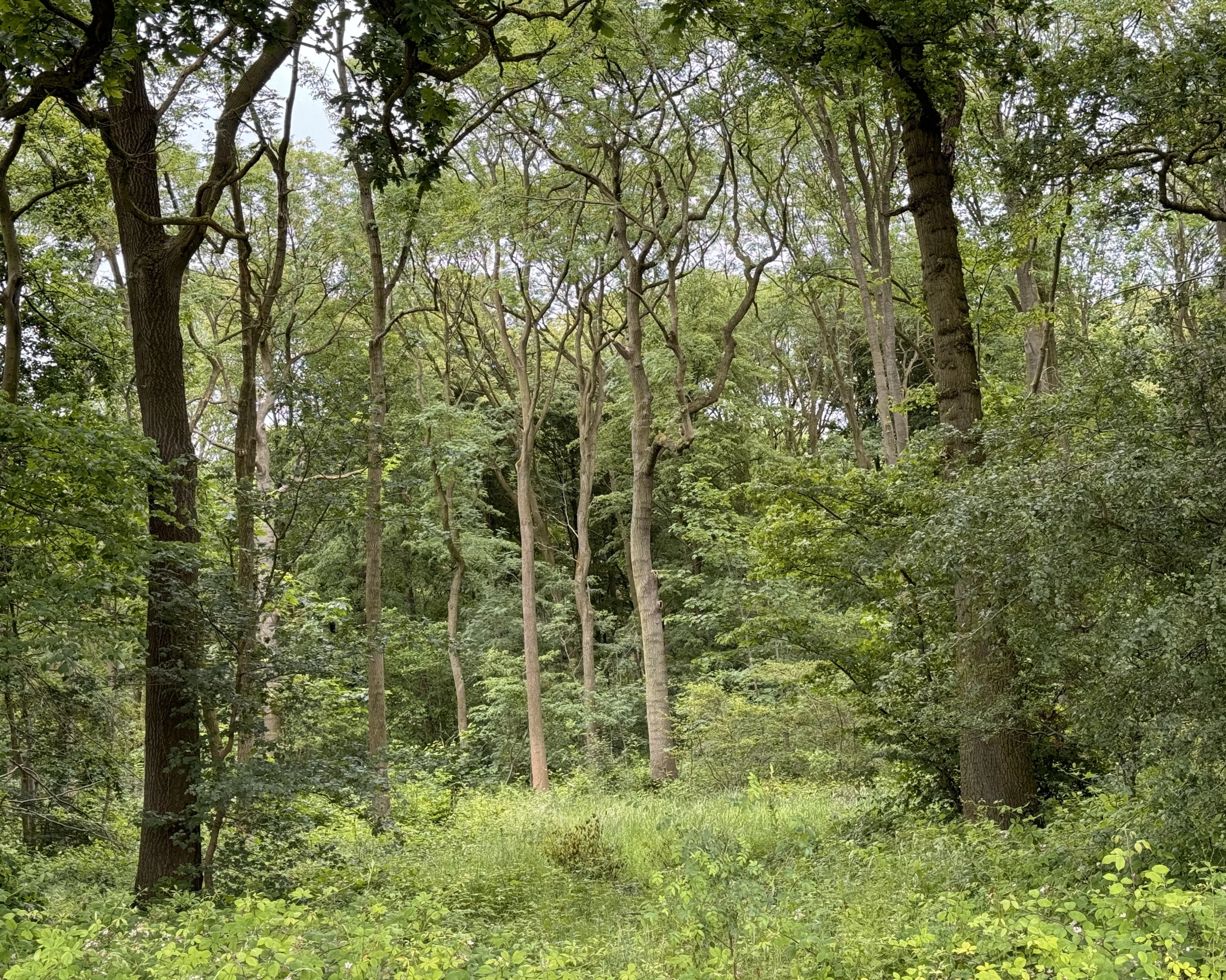 trees in the woodland of the doddington estate