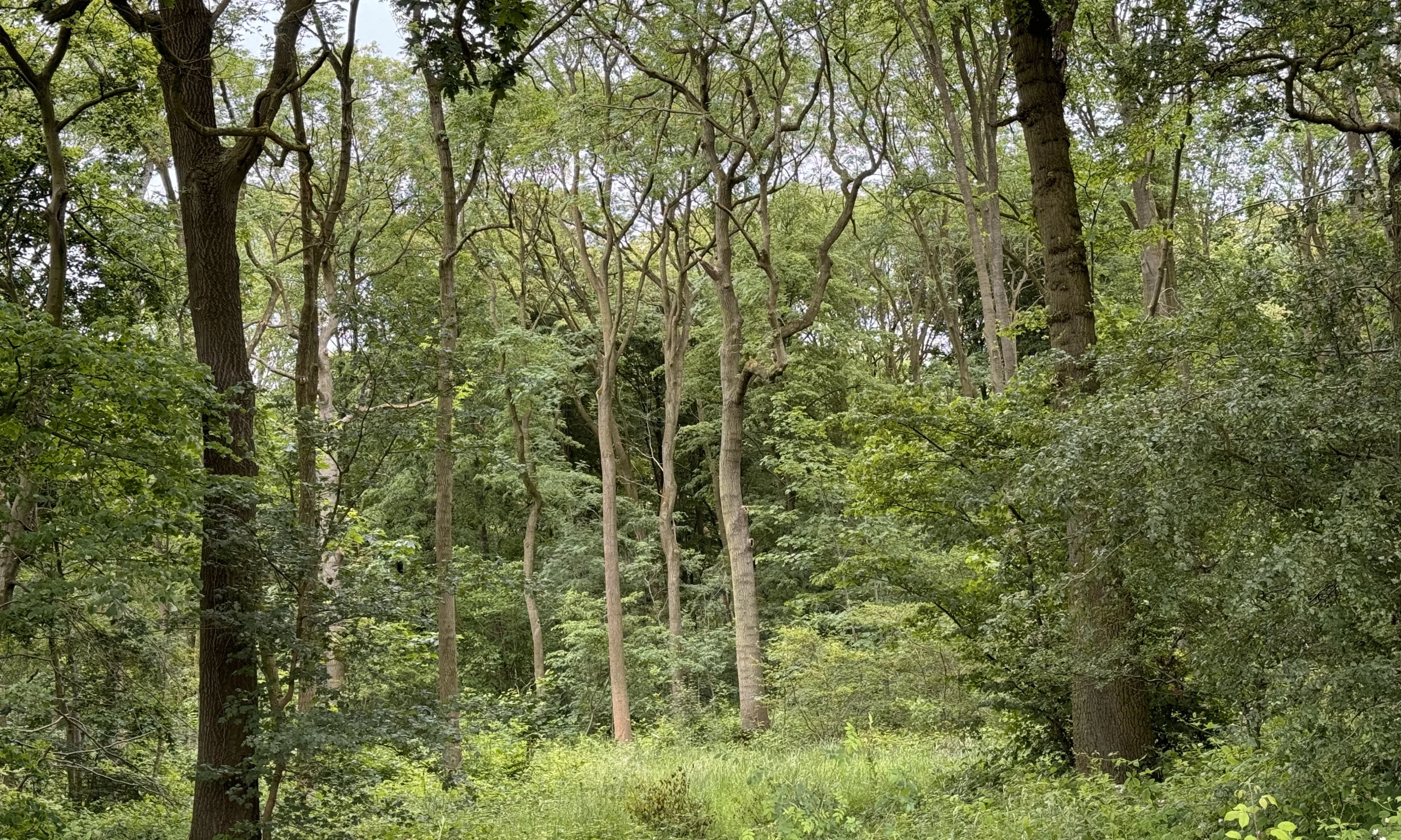 trees in the woodland of the doddington estate