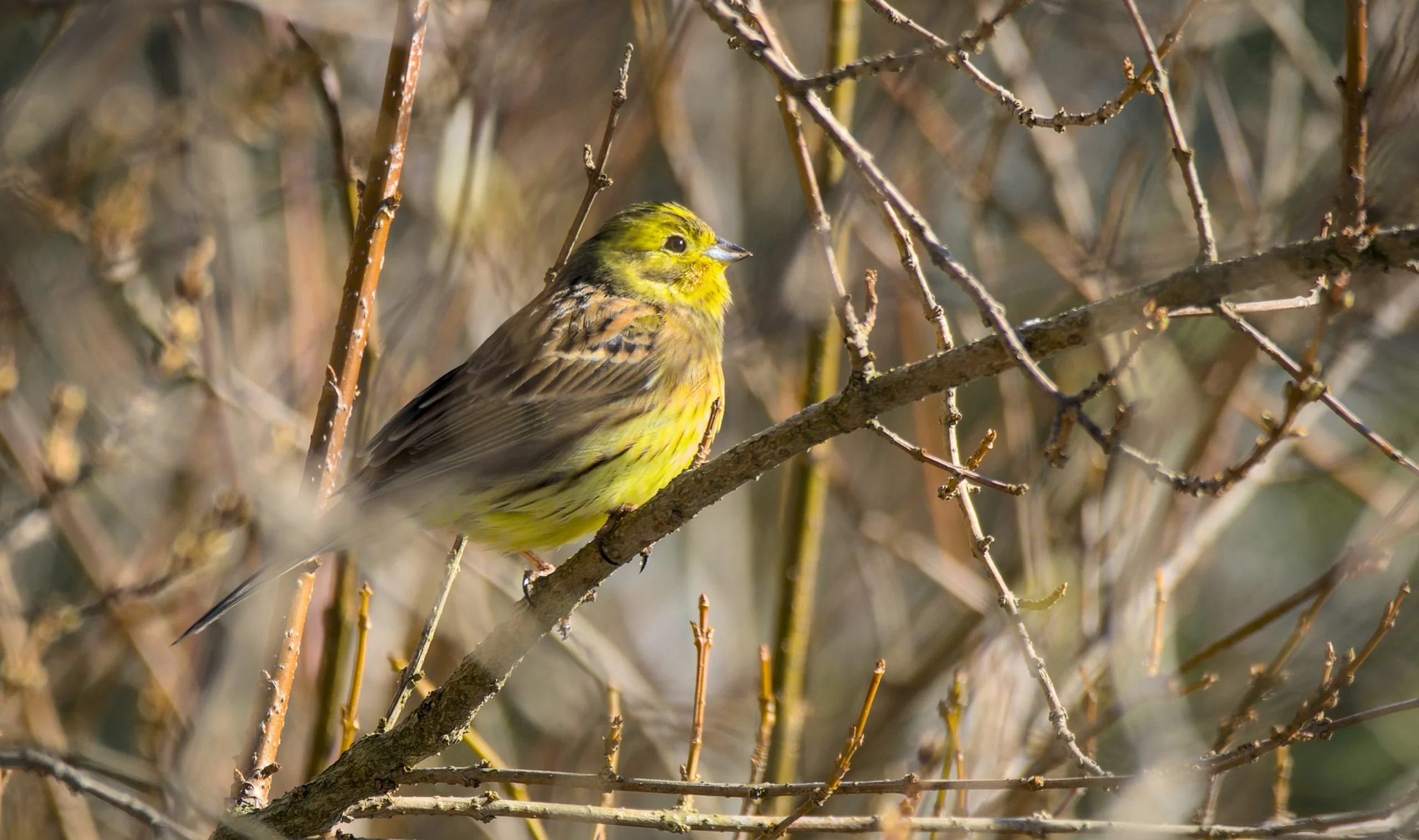 yellowhammer bird perched on a winter tree branch