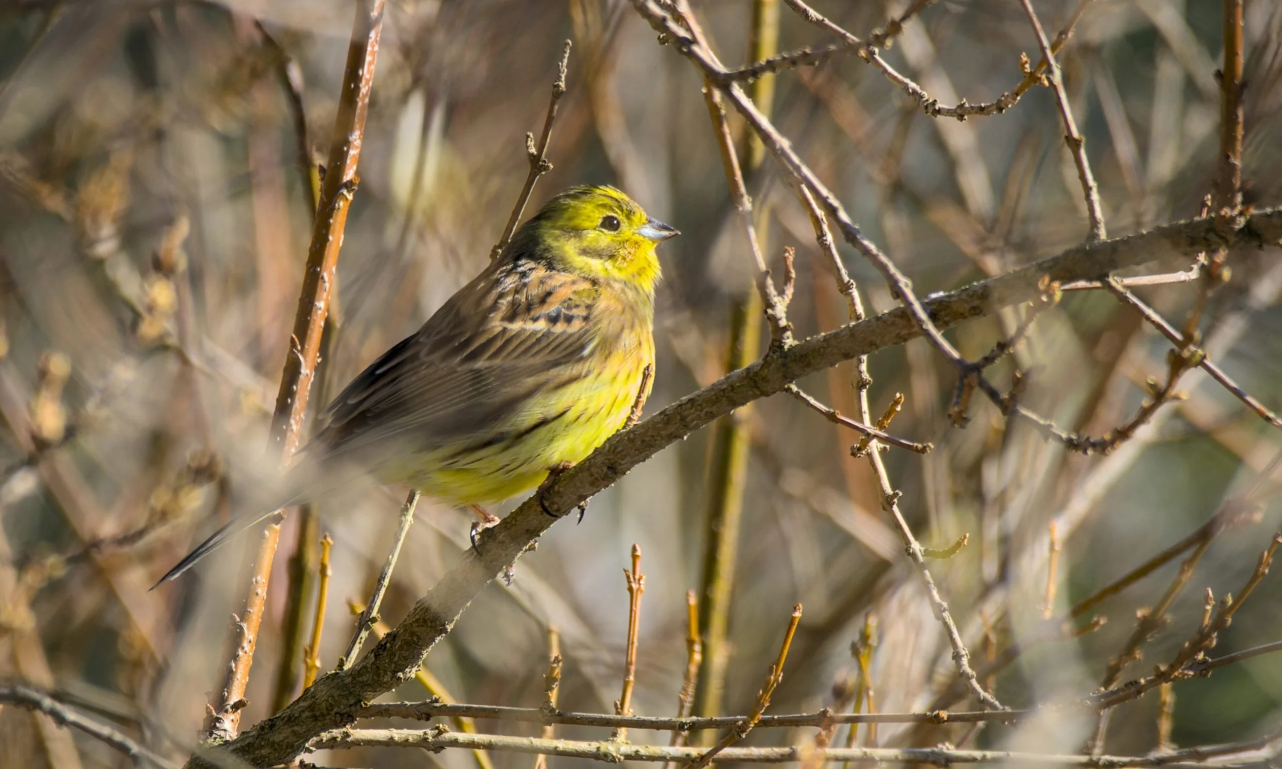 yellowhammer bird perched on a winter tree branch