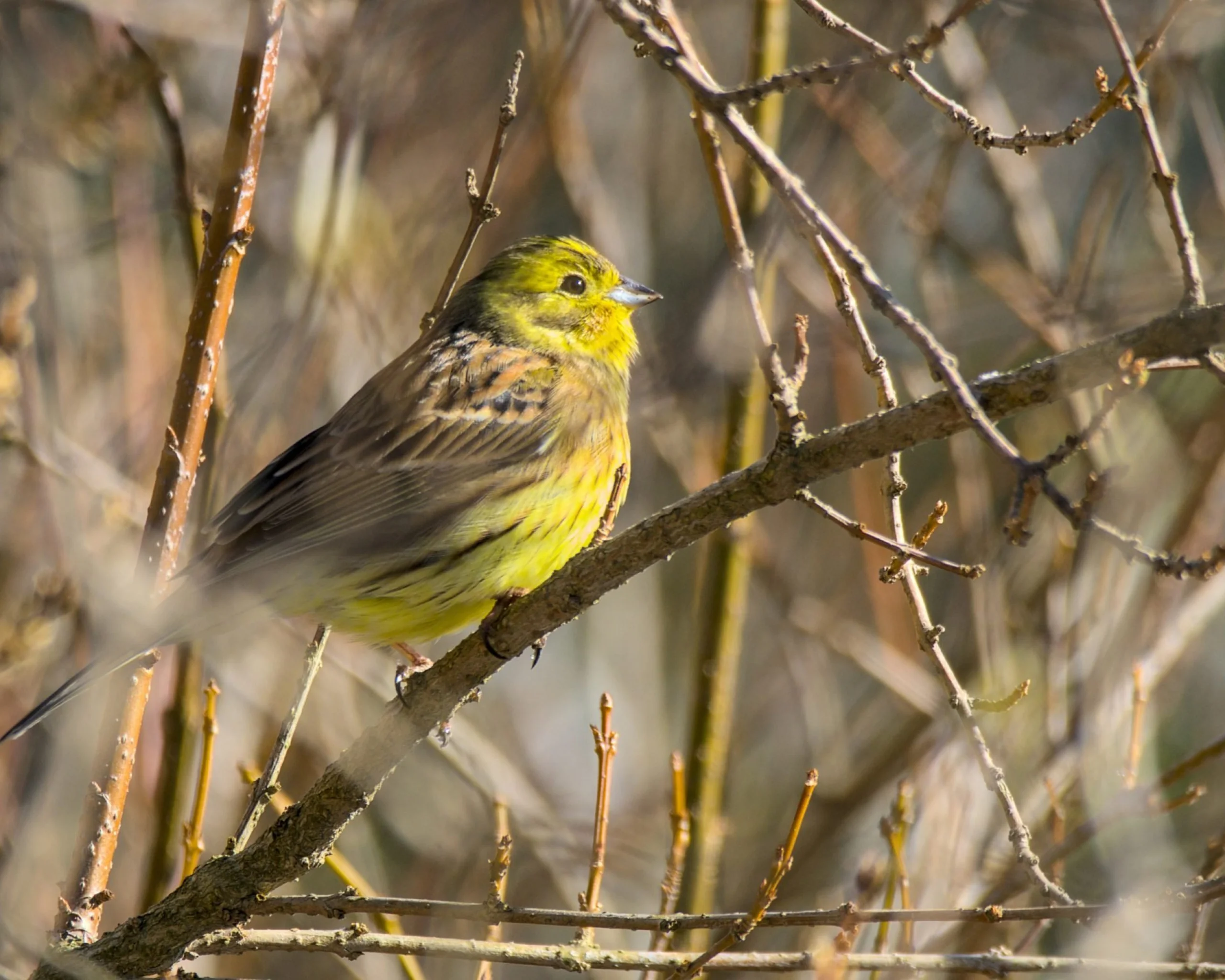 yellowhammer bird perched on a winter tree branch