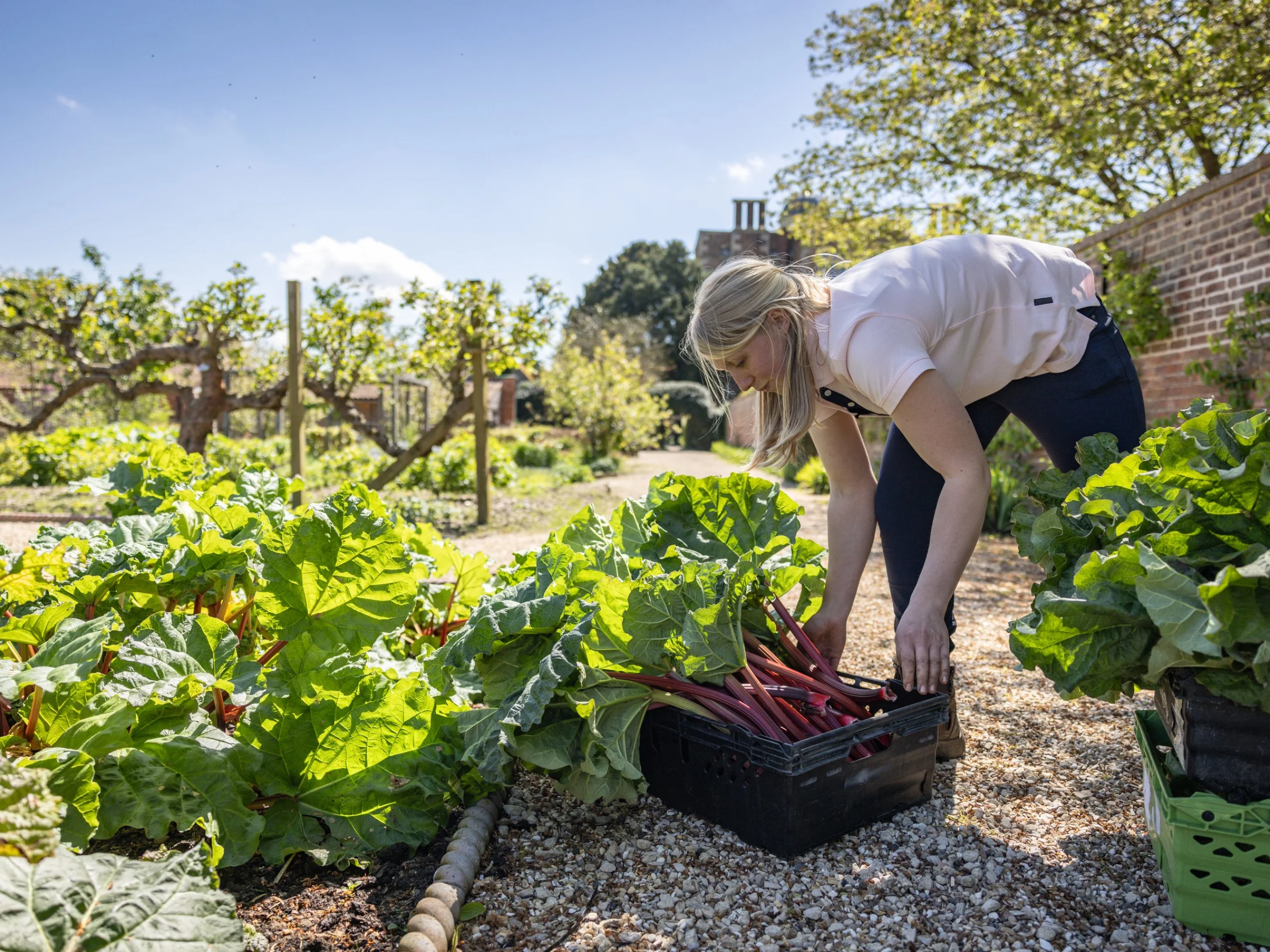 a gardener harvesting rhubarb in the kitchen garden at doddington hall