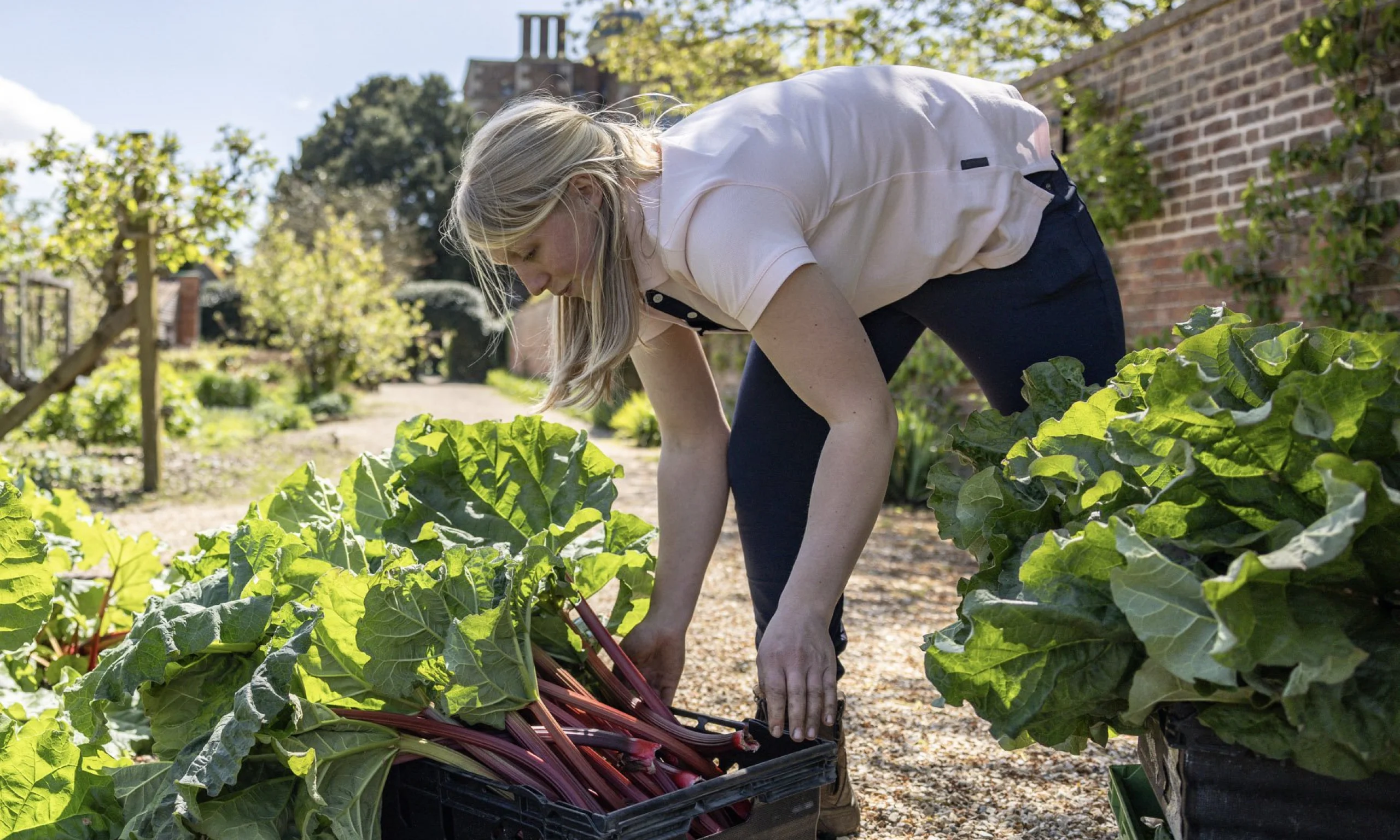 a gardener harvesting rhubarb in the kitchen garden at doddington hall