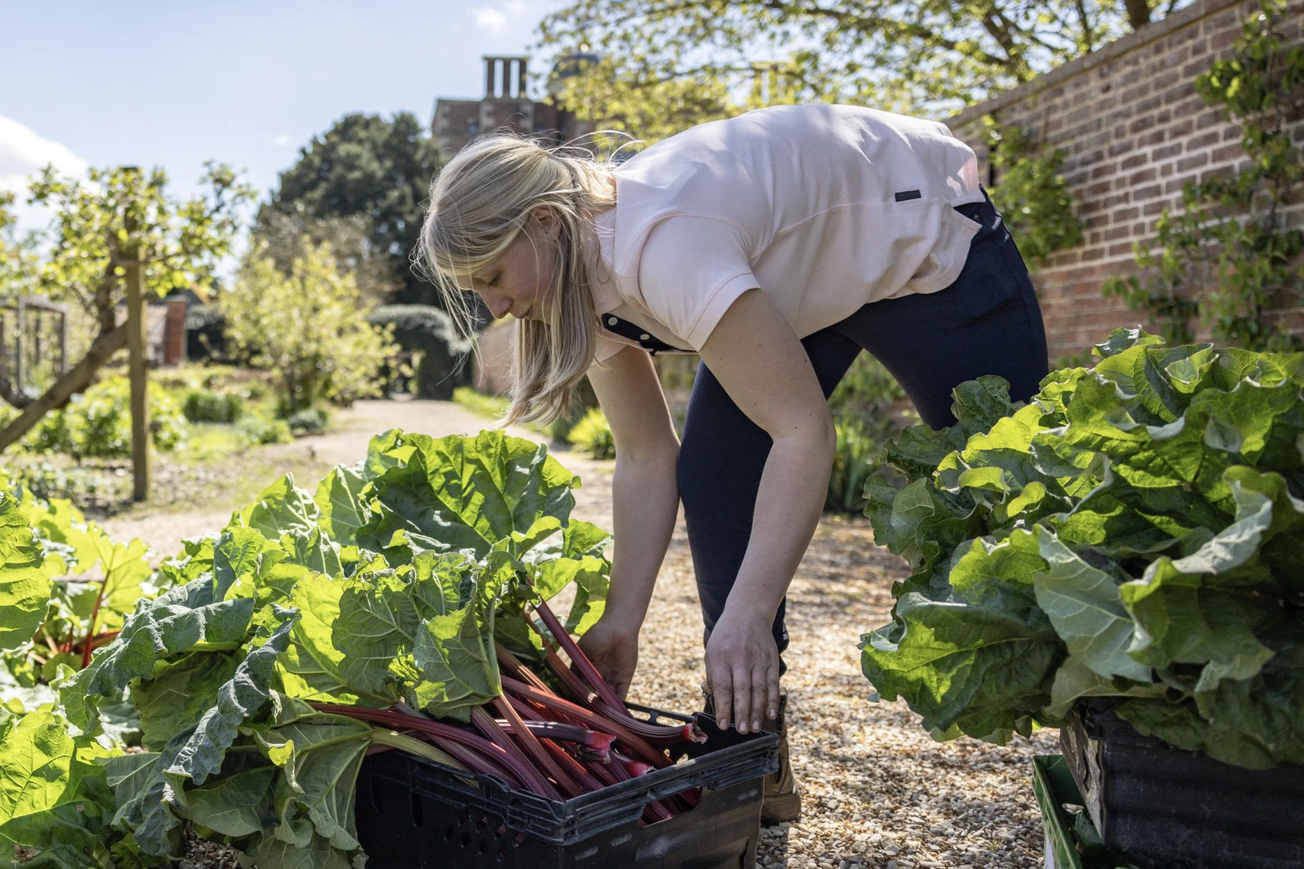 a gardener harvesting rhubarb in the kitchen garden at doddington hall