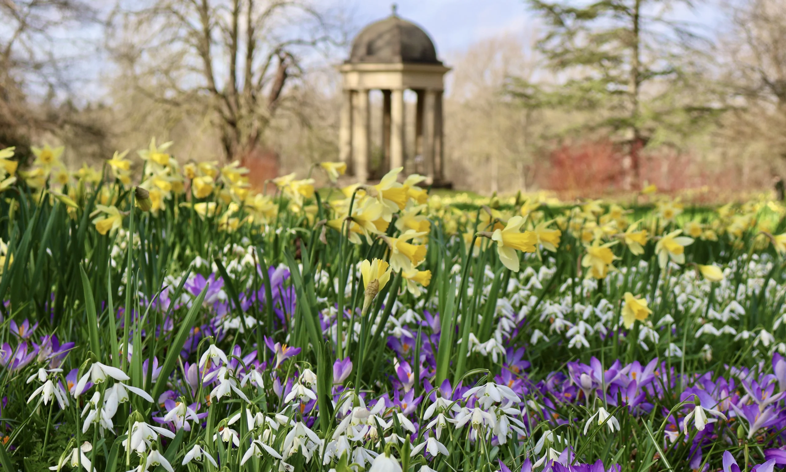 hundreds of spring bulbs flowering in the grounds of doddington hall