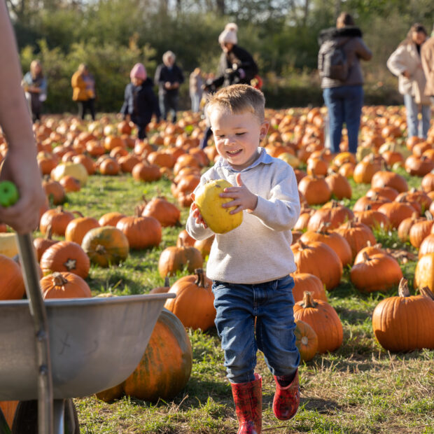 A happy child picking pumpkins from a patch