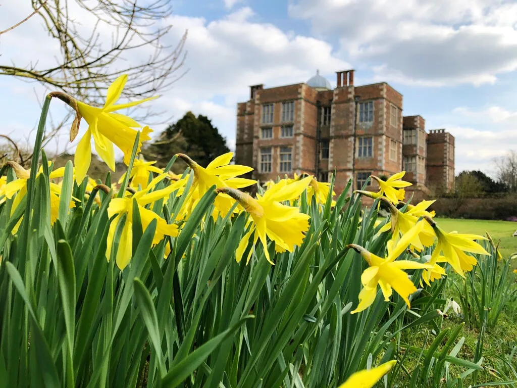Daffodils growing infront of Doddington Hall as part of the Spring Bulb Pageant.