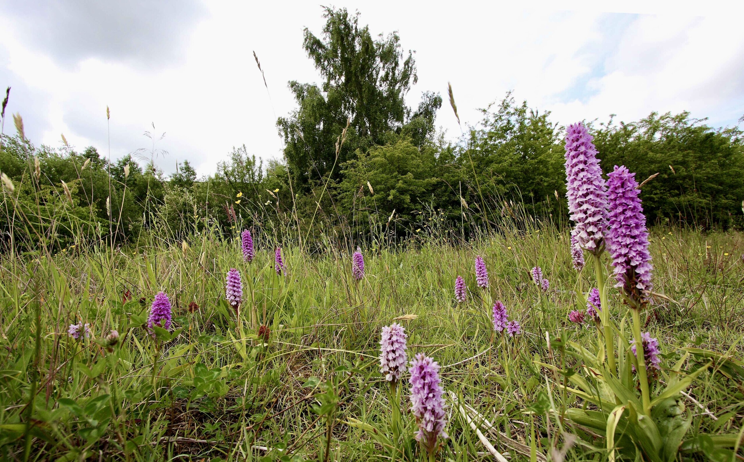 The image shows purple and pink hued field orchids that are growing across the Doddington Hall Estate, with other grasses and wildflowers in the abckground and trees lining the horizon.