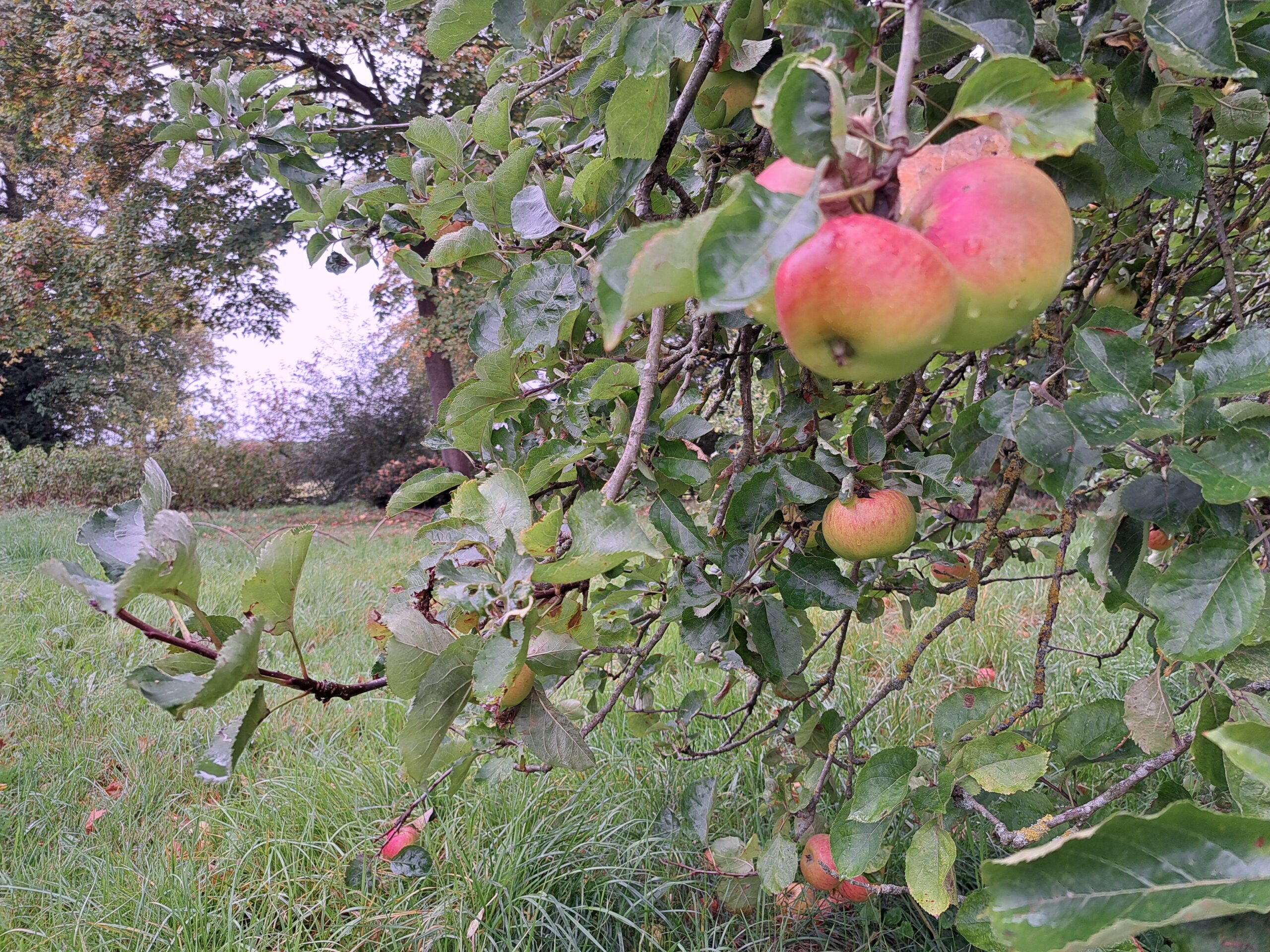 The images shows some red and green apple fruits hanging from tree branches in the foreground, depicting The Orchard environment that will be home to one of Doddington Hall's BNG sites.
